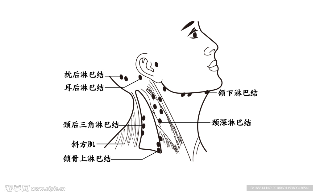 淋巴分布图