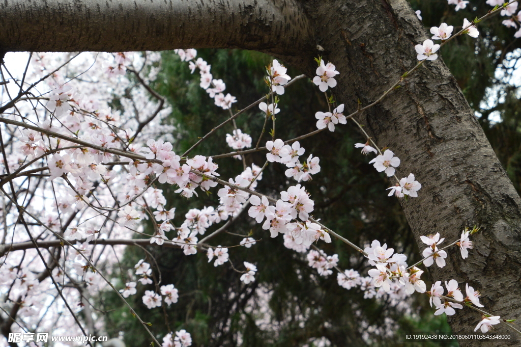 初春山桃花