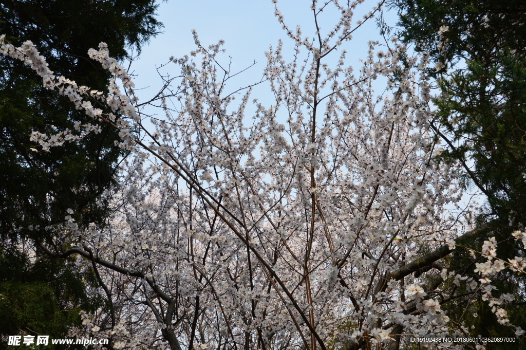 初春山桃花