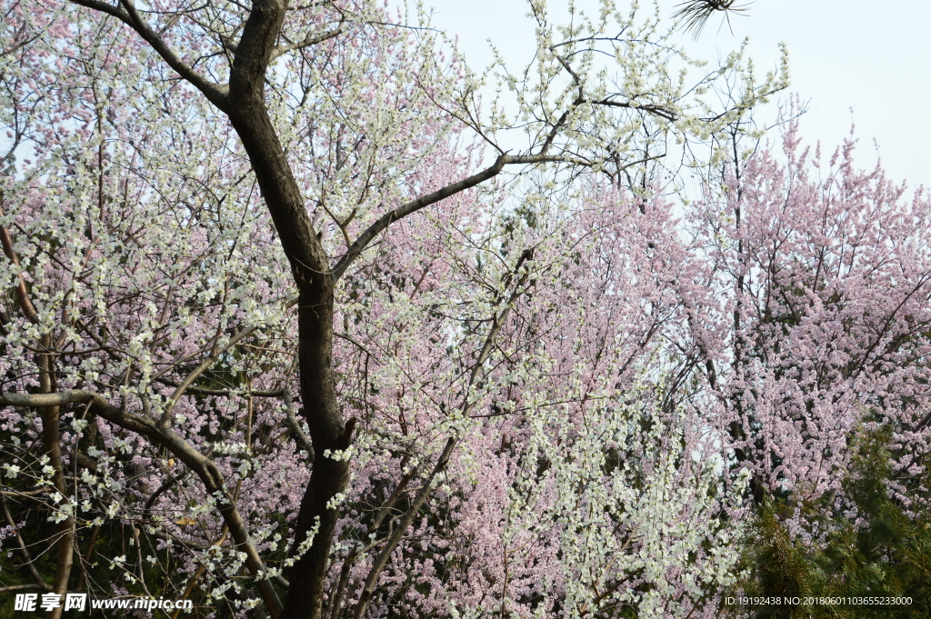 初春山桃花