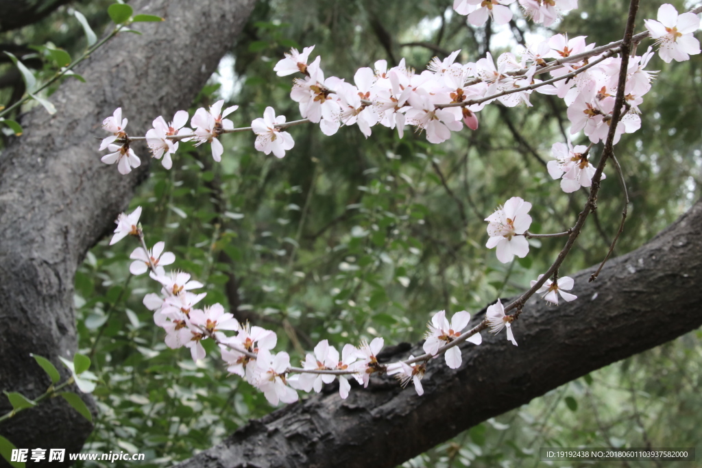 初春山桃花