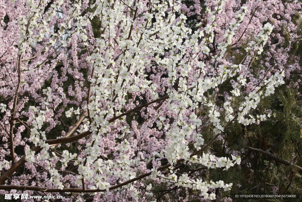 初春山桃花