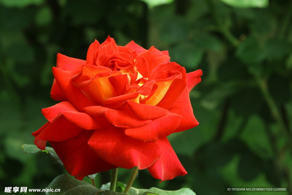 月季花