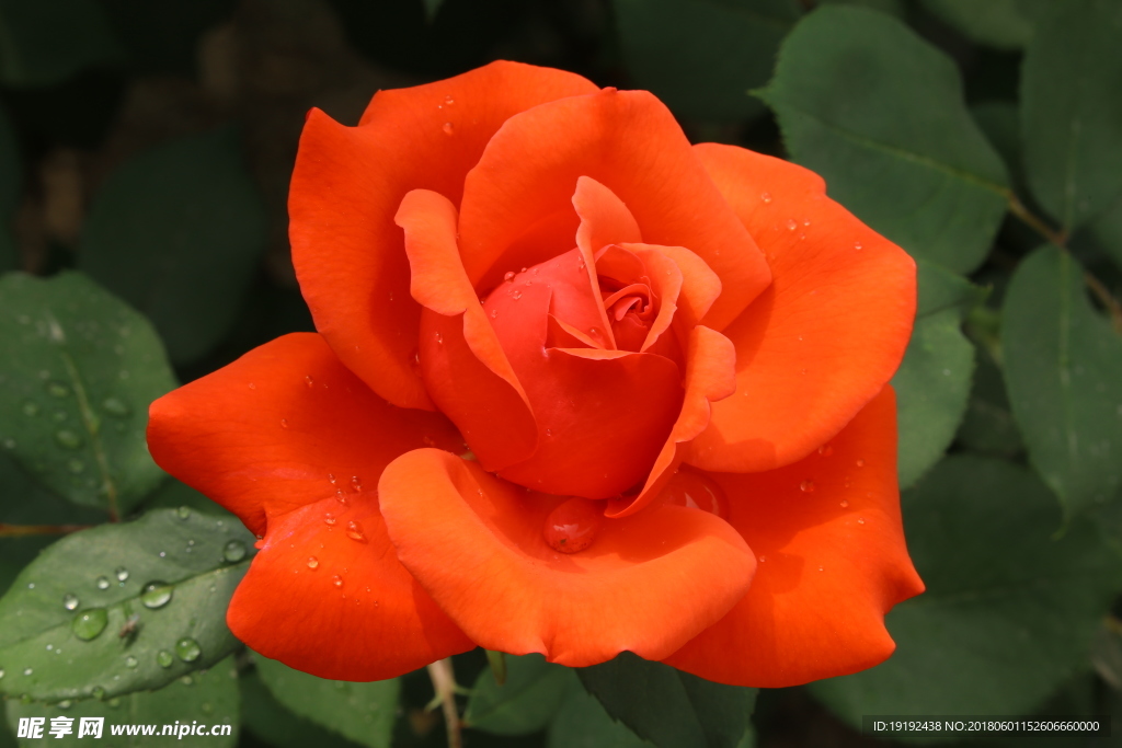 月季花