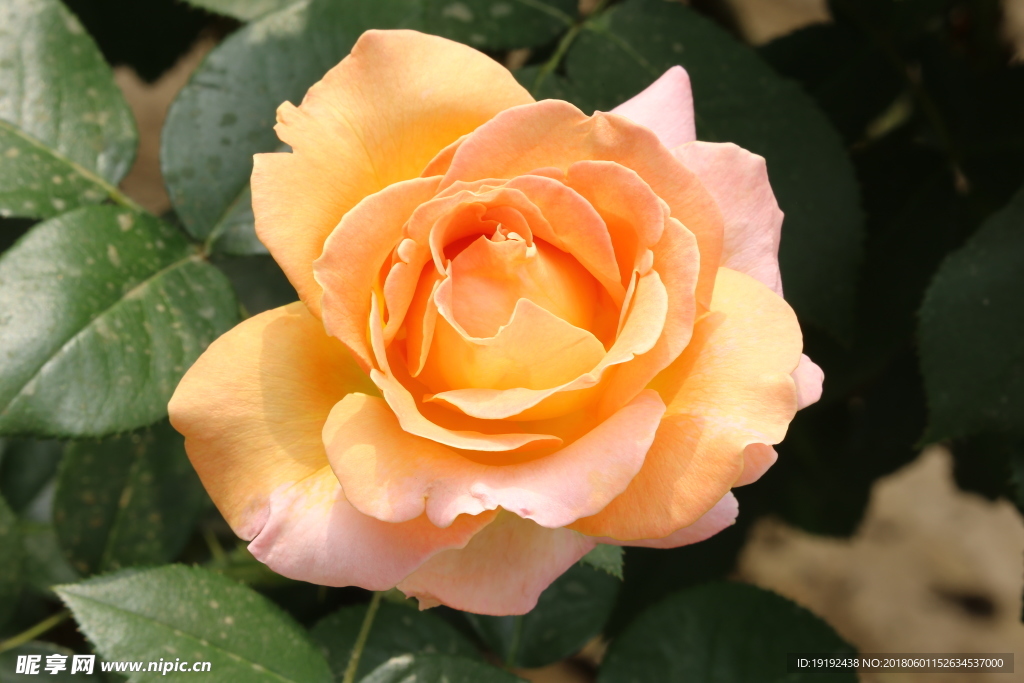 月季花