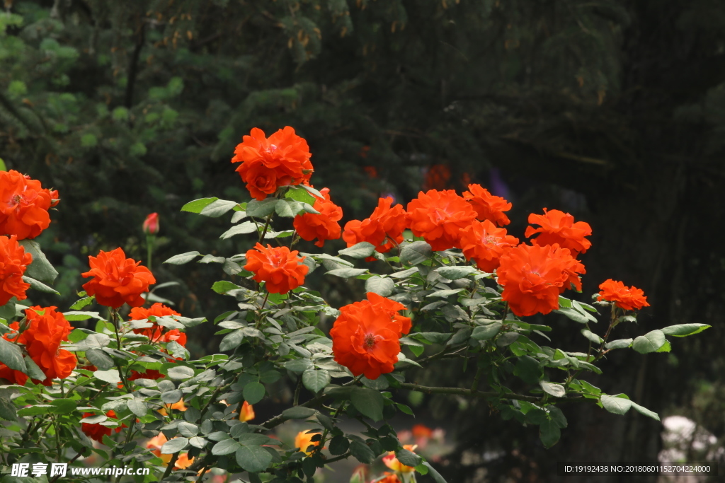 月季花