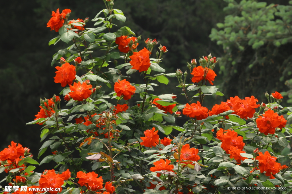 月季花