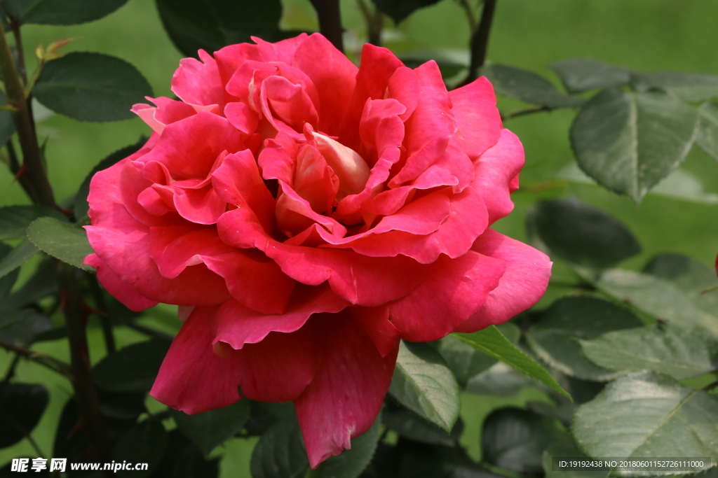 月季花
