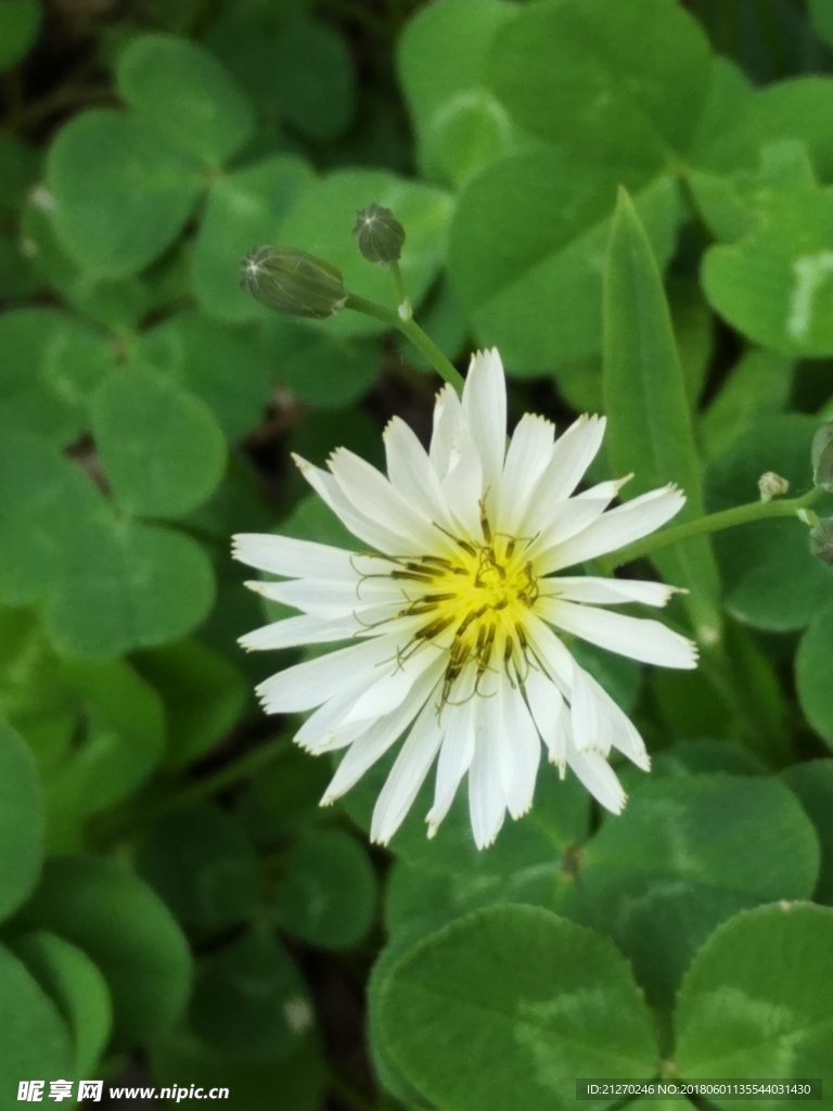 小苦荬花图片