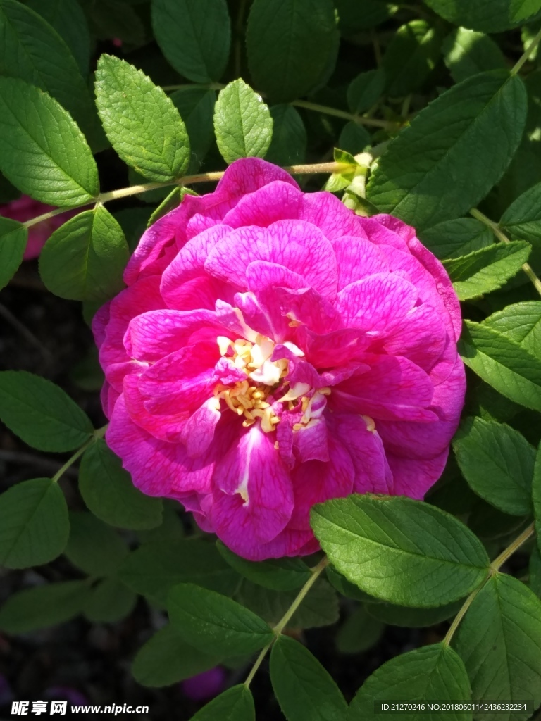 月季花