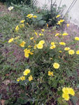 路边野花