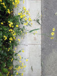 路边野花