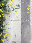 路边野花