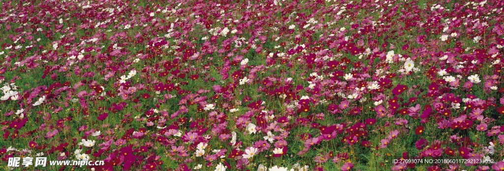 小红花花海