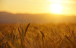 麦穗小麦稻丰收芒作植物芒种阳光