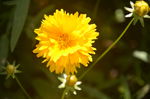 金鸡菊