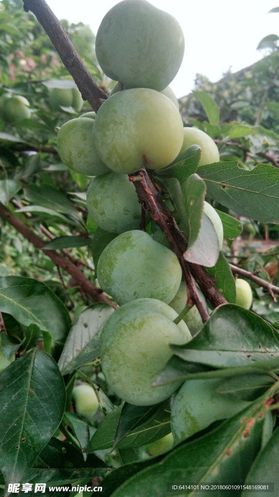 青脆李