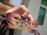 实拍生物图鉴之：紫色海蟹角度2