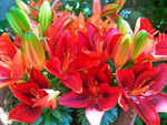 百合花