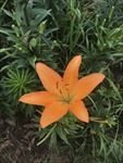 百合花