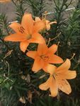 百合花