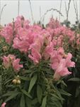 金鱼草