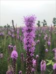 蛇鞭菊