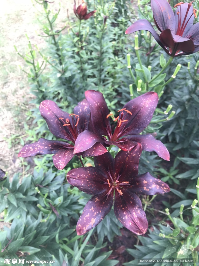百合花