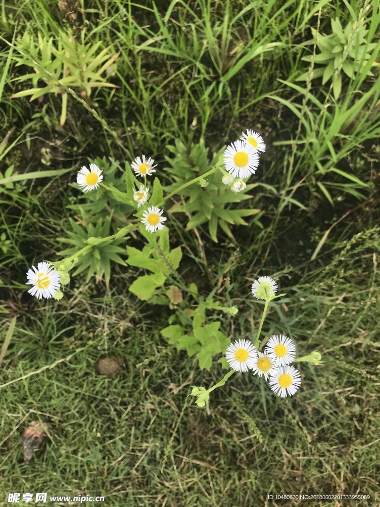 一年蓬花