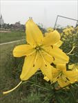百合花