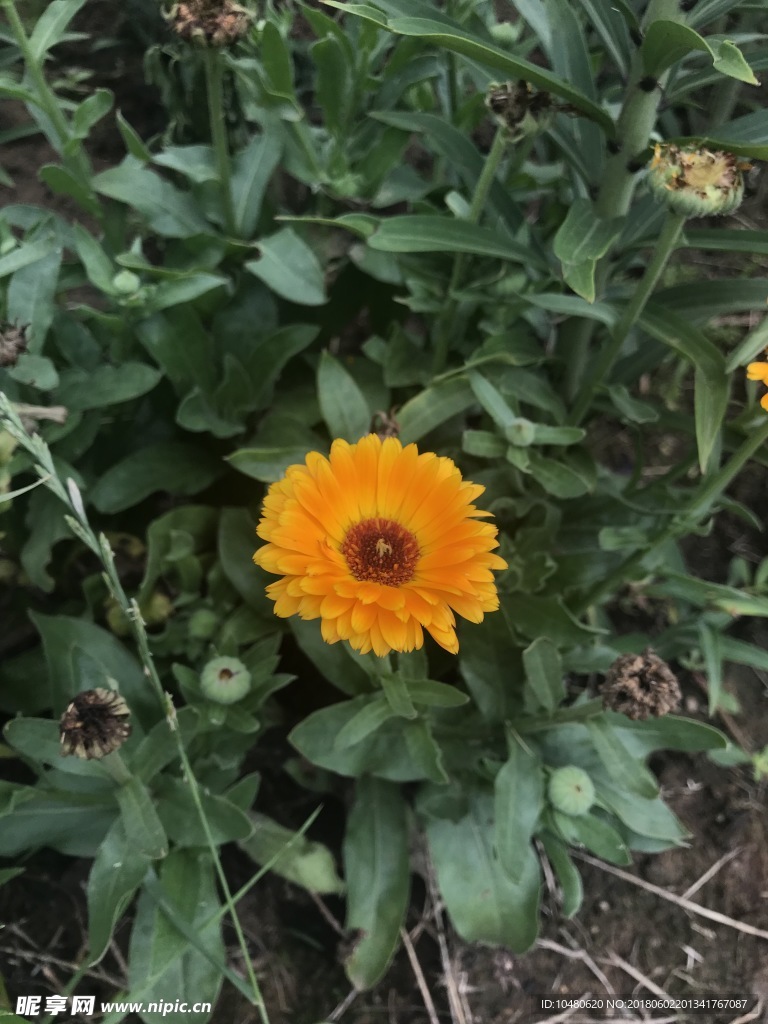 金盏菊