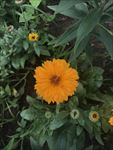 金盏花