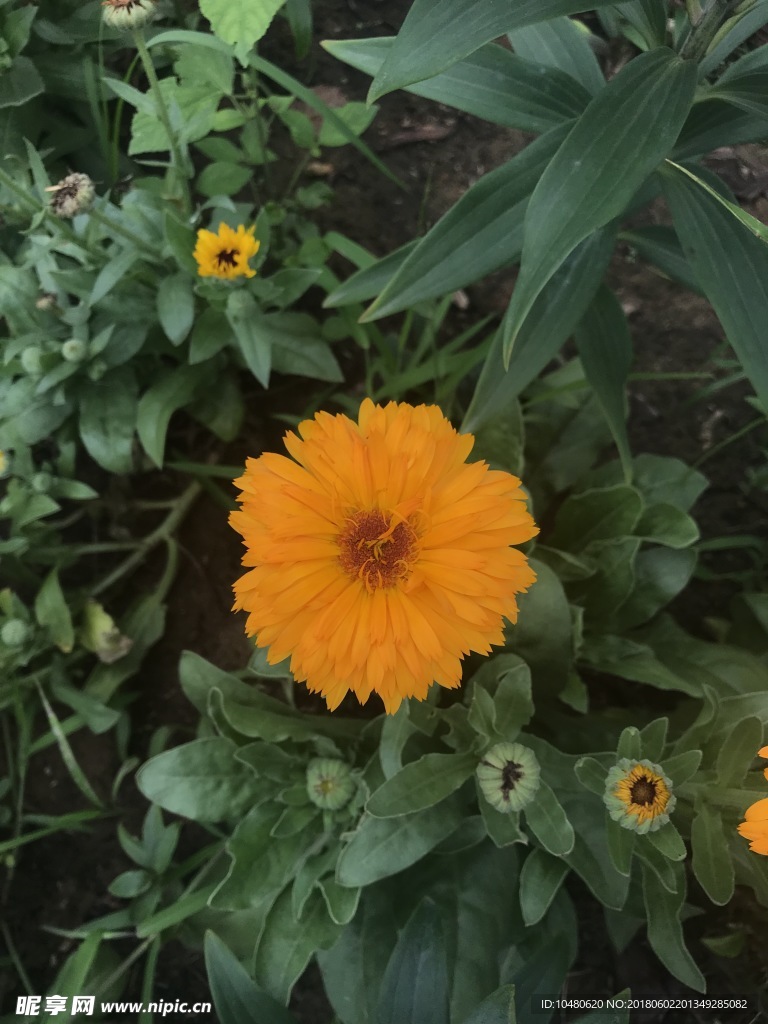 金盏花