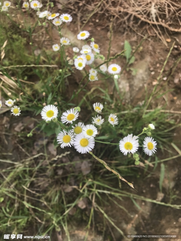 一年蓬花