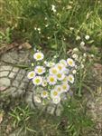 一年蓬花