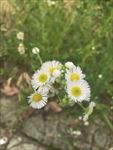 一年蓬花