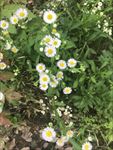 一年蓬花