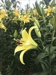 黄色百合花