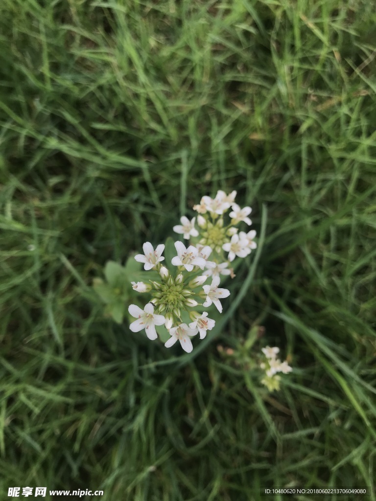 泽珍珠菜