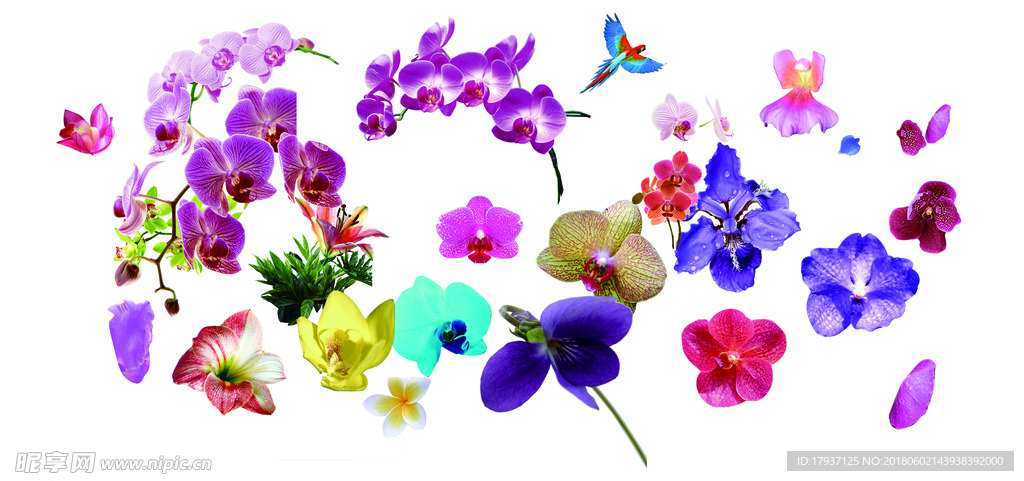鲜花 植物 拼图 素材 花卉