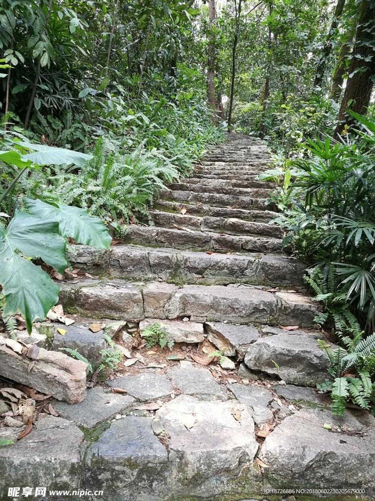 林荫小道
