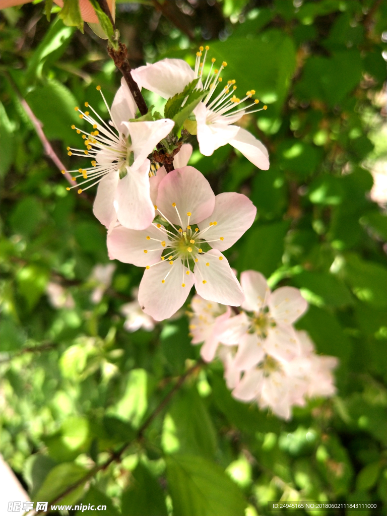 公园小花