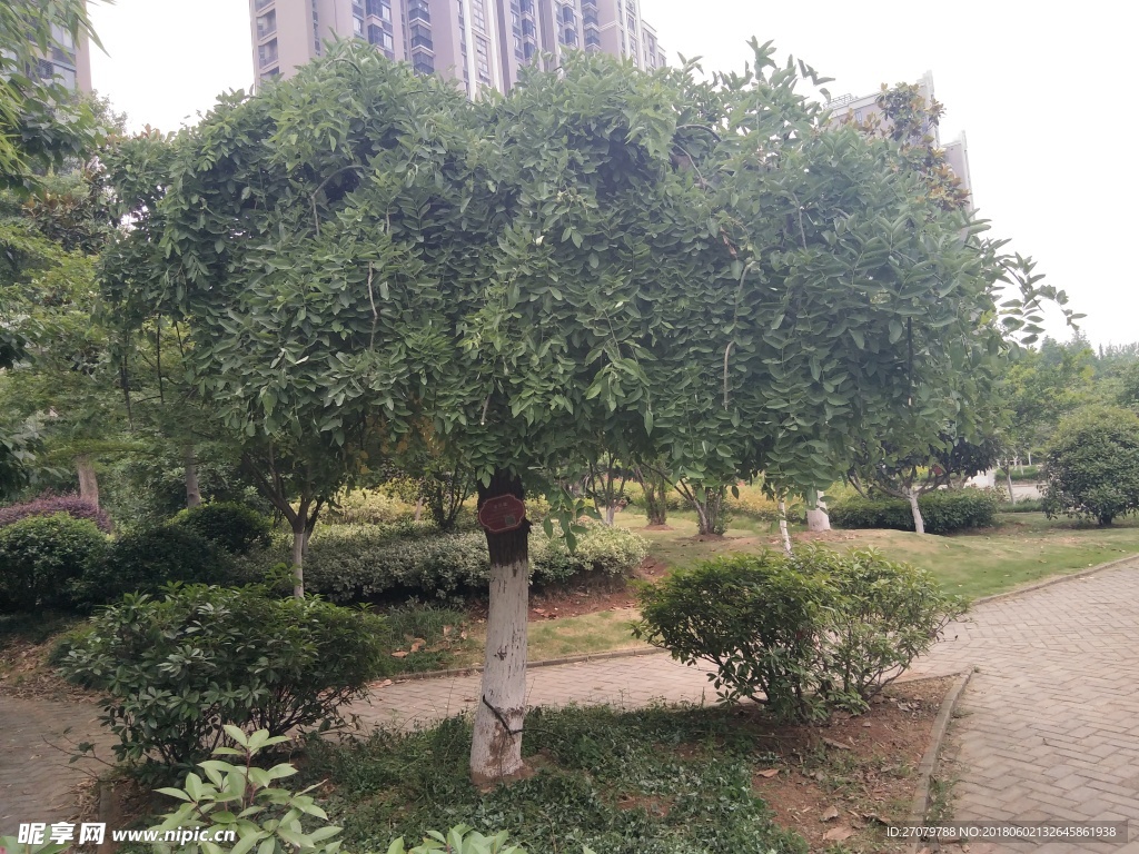 树木