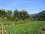 稻田