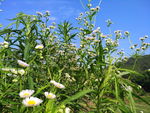野花