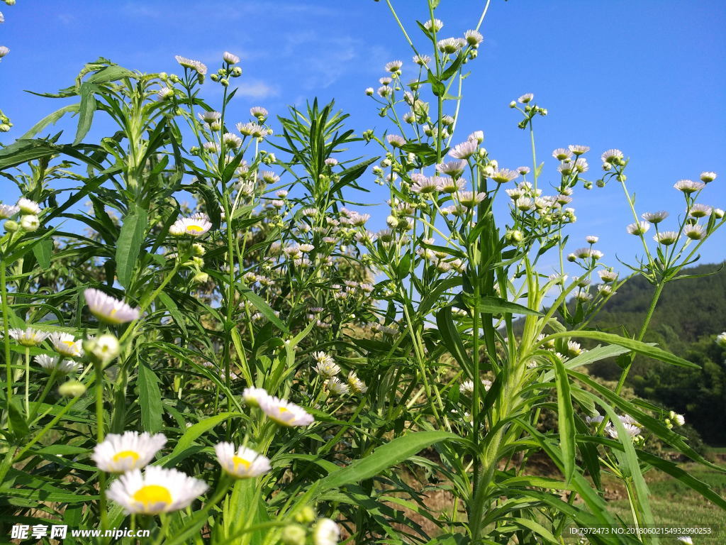 野花