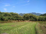 田野