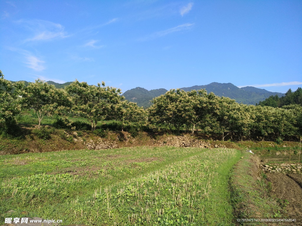 田野