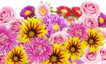 鲜花