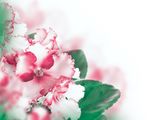 鲜花